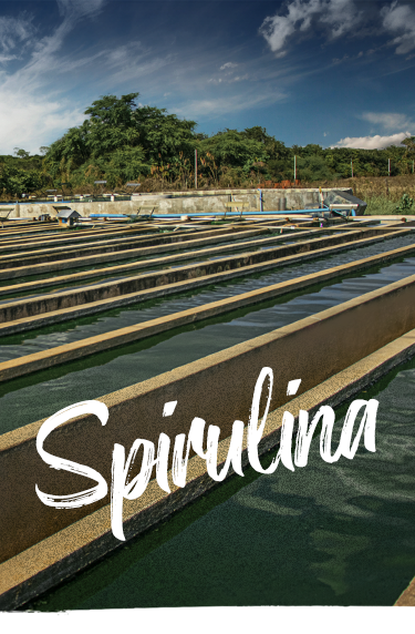 Banner Spirulina